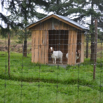 Chèvres