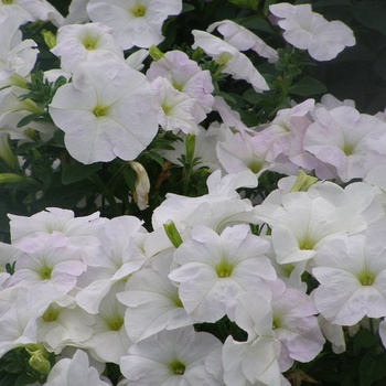 Pétunias blanches