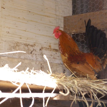 Notre coq de la base cour