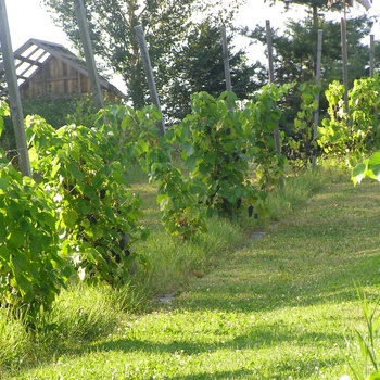 Vignes à raisin bleu (Valiant)